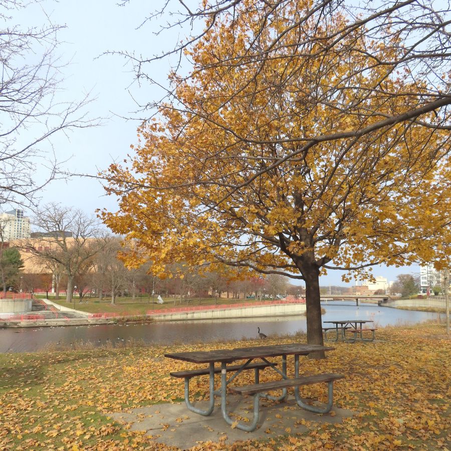 river with trees on the banks