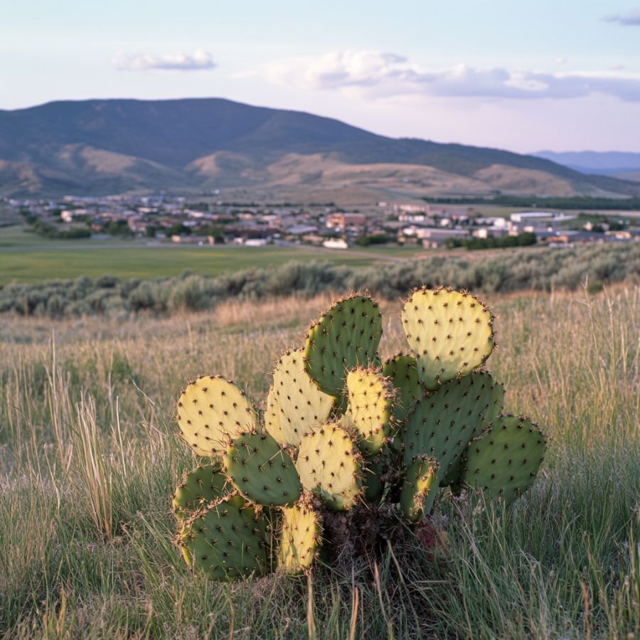 prickly pear cactus in a grassy field with a town in the background