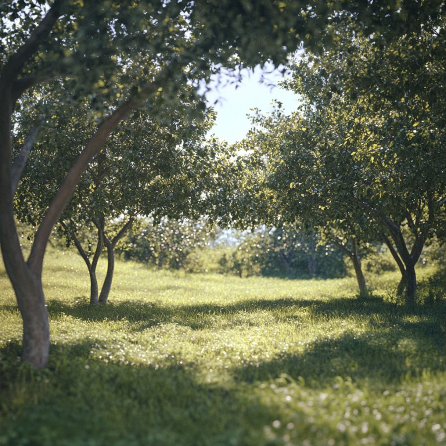 trees in a grassy area