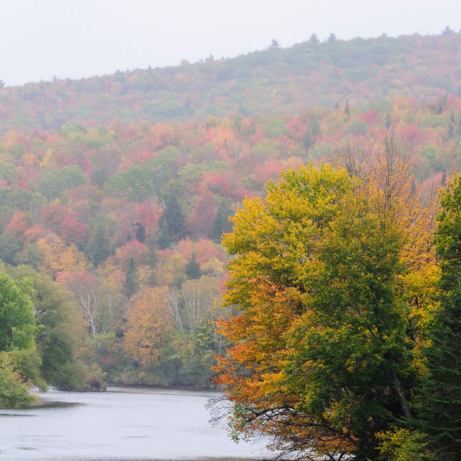 river with autumn trees on the banks