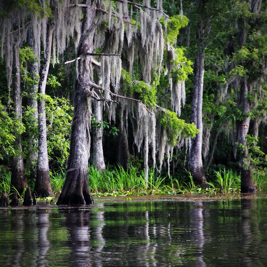 swamp with trees