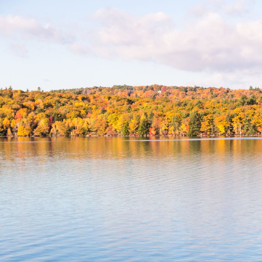 lake with tree-lined shores