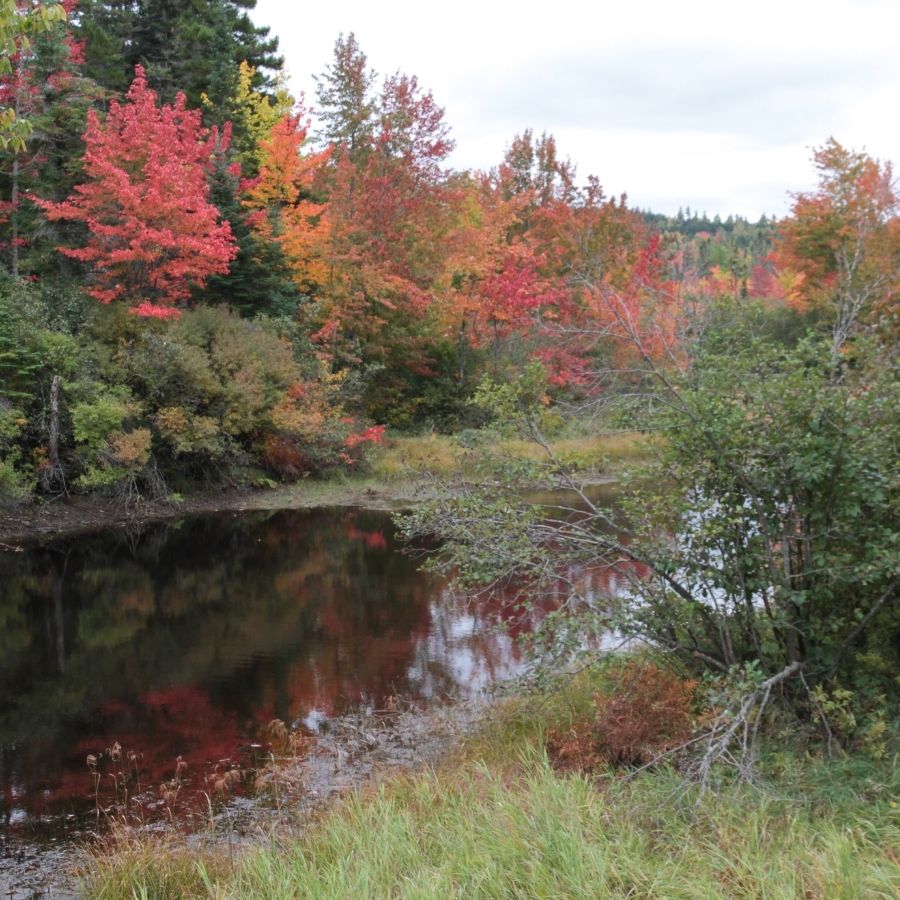 shallow lake with trees along the shore