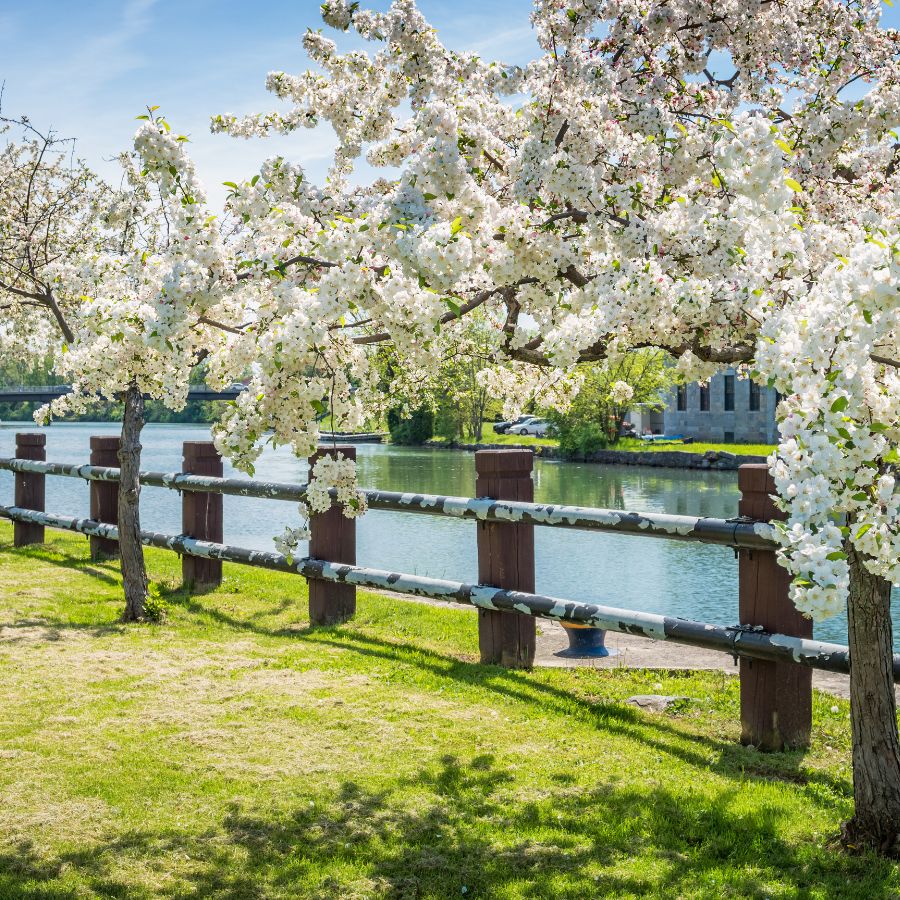 cherry blossoms in bloom along a river