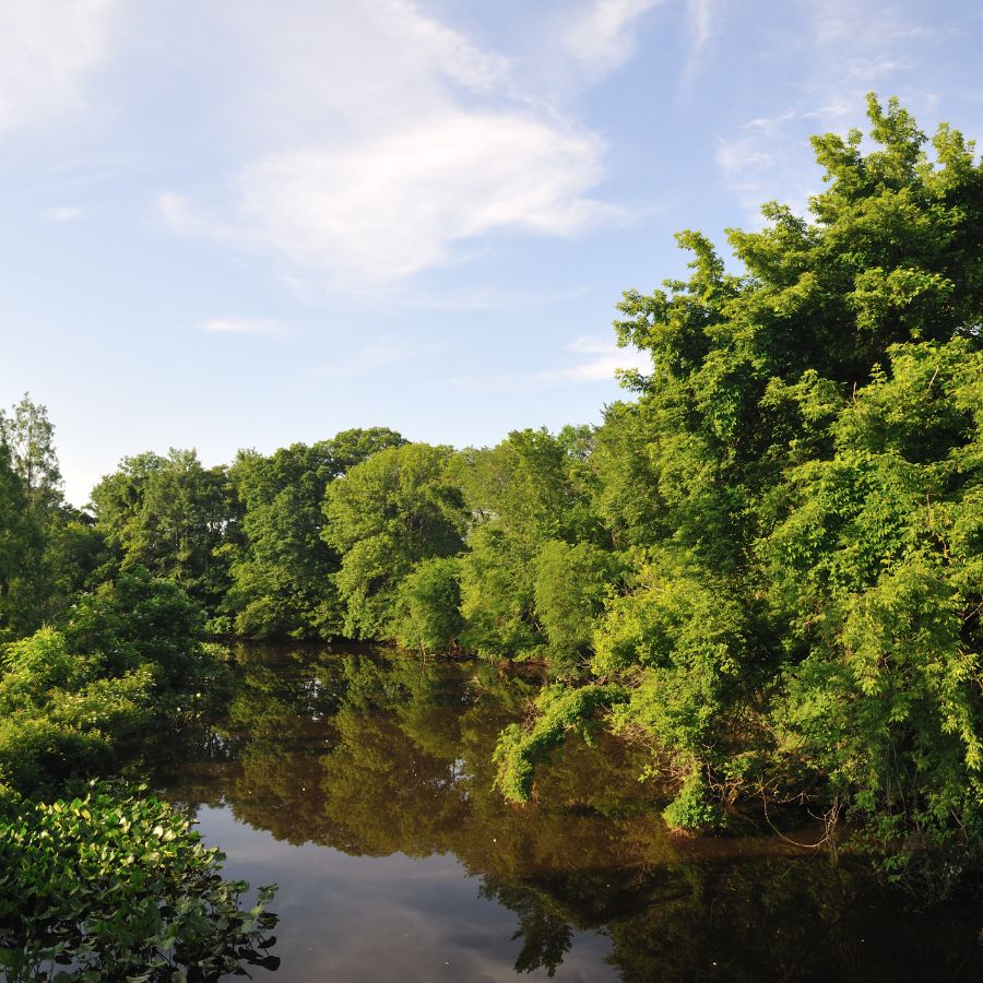 lush trees lining a river