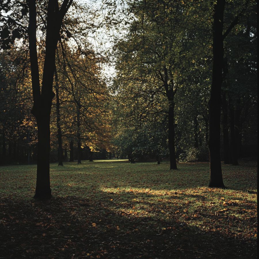 grassy area with trees