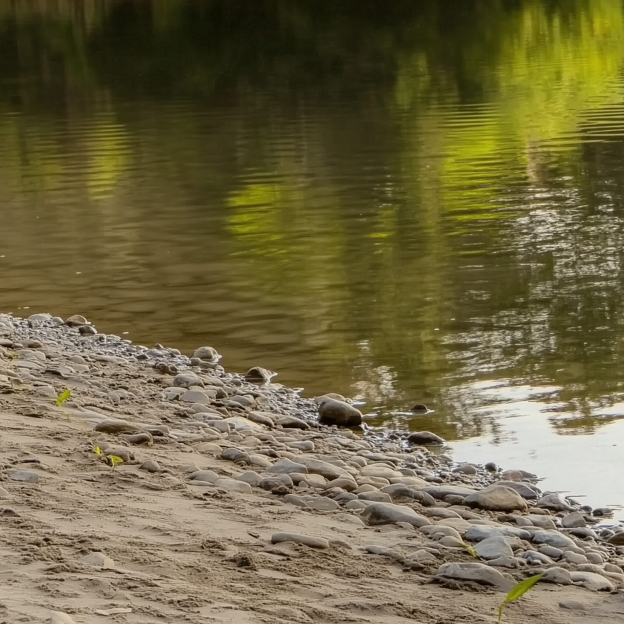 Sugar Creek flowing past forested banks near Turkey Run in west central Indiana
