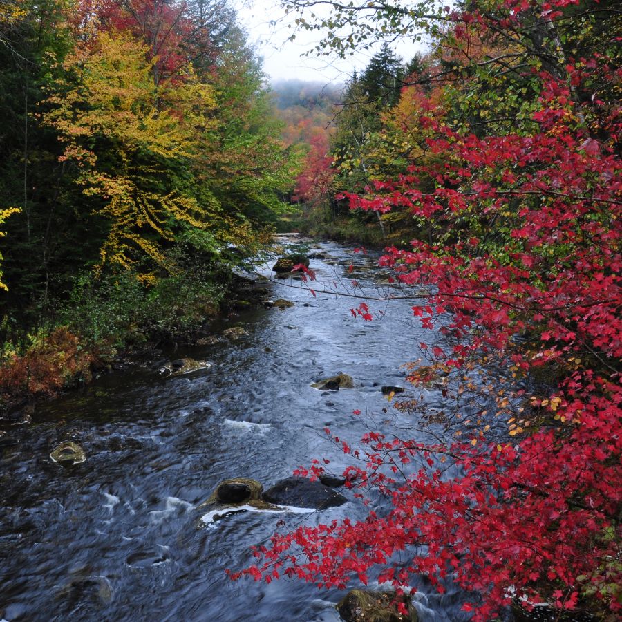 river with trees along its banks