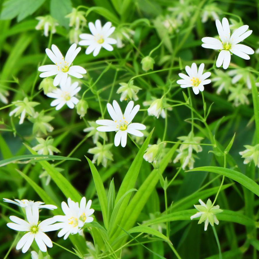small white chickweed flowers