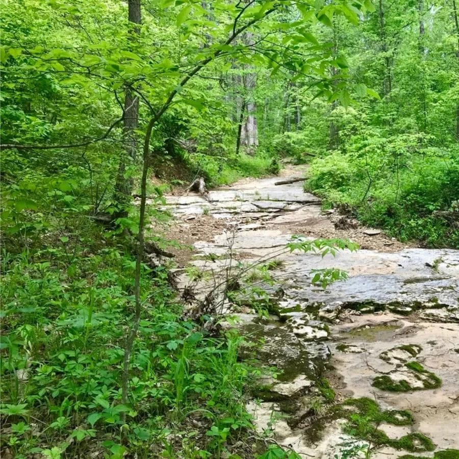 rocky trail in a forest