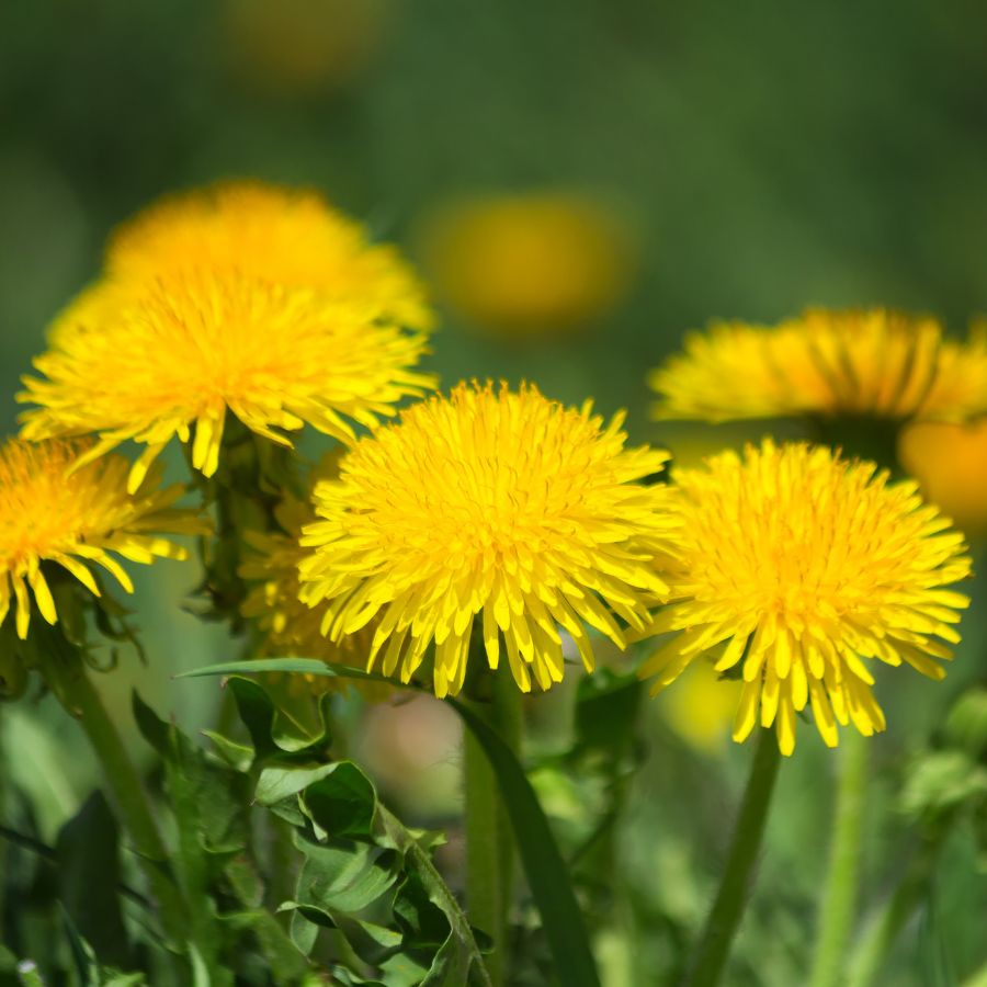 yellow dandelion flowers