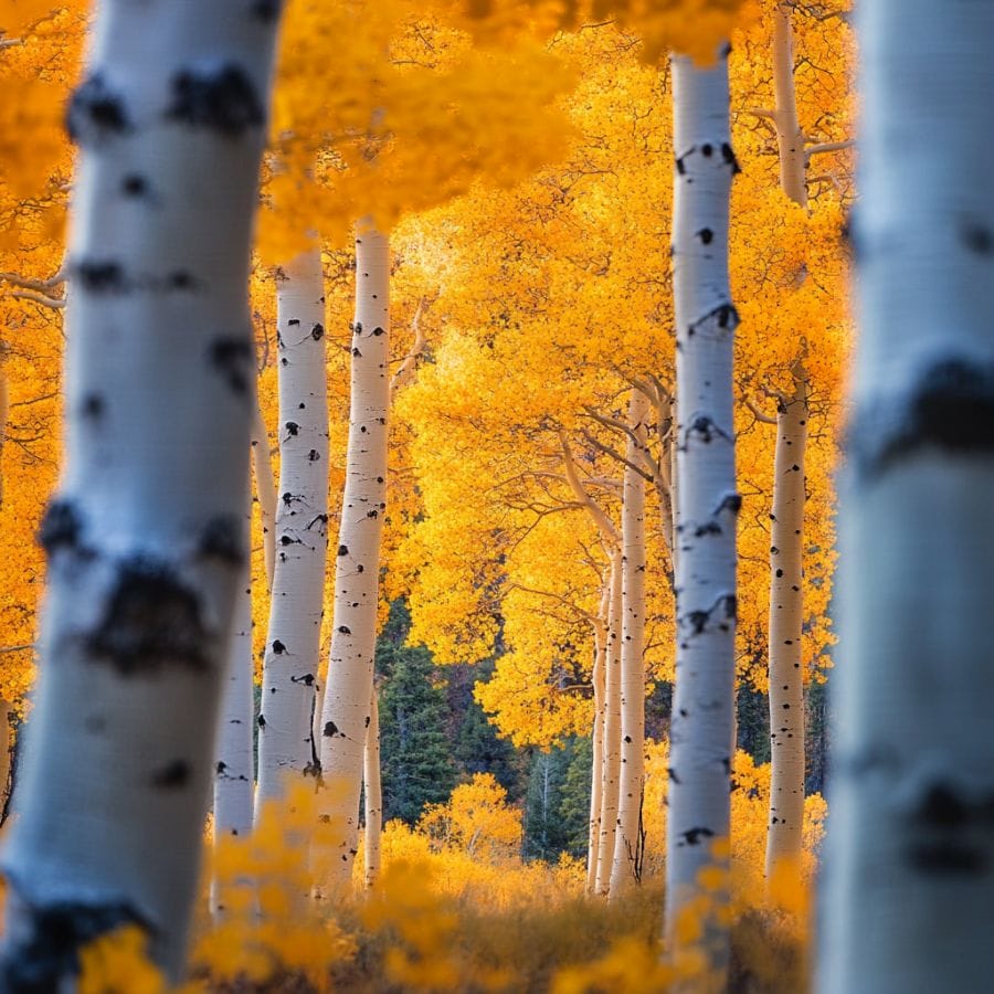trees with white bark in a forest