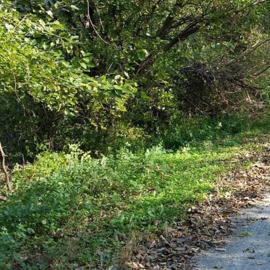 grass and trees by a trail