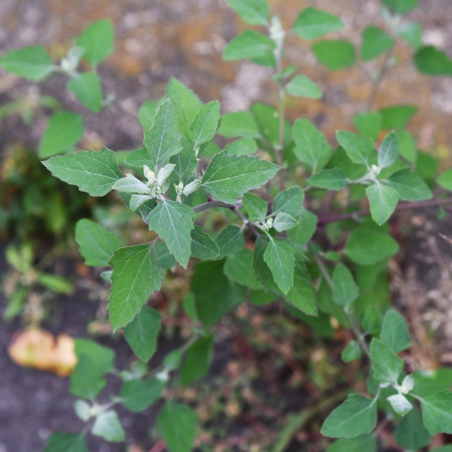 lamb's quarter plant