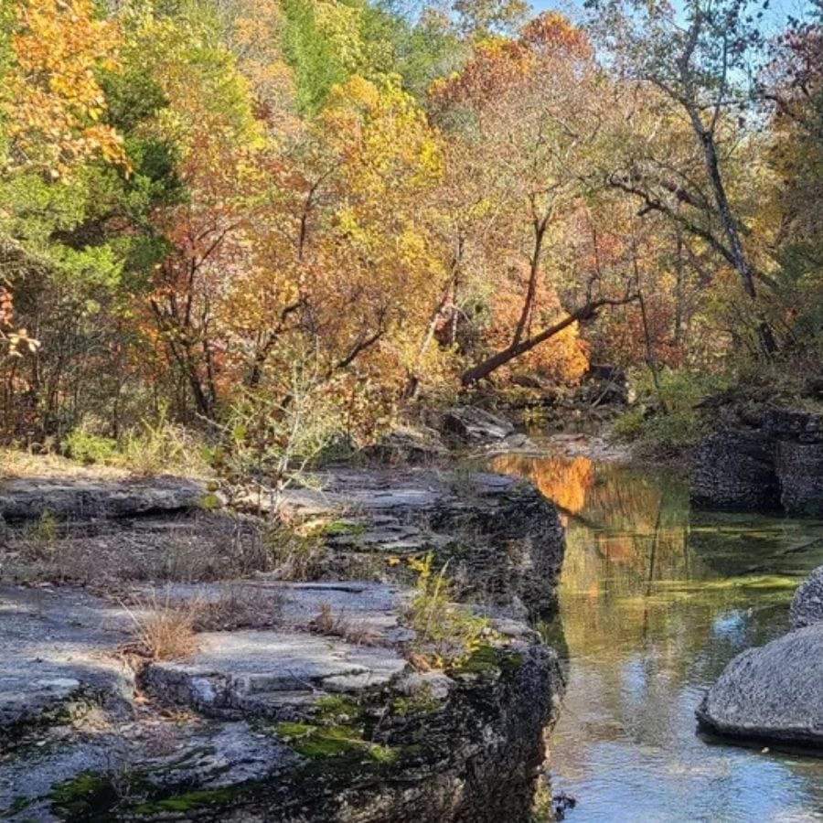 creek and trees in a forest