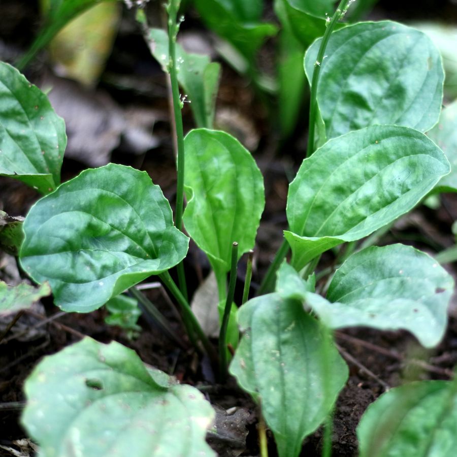 green plantain leaves