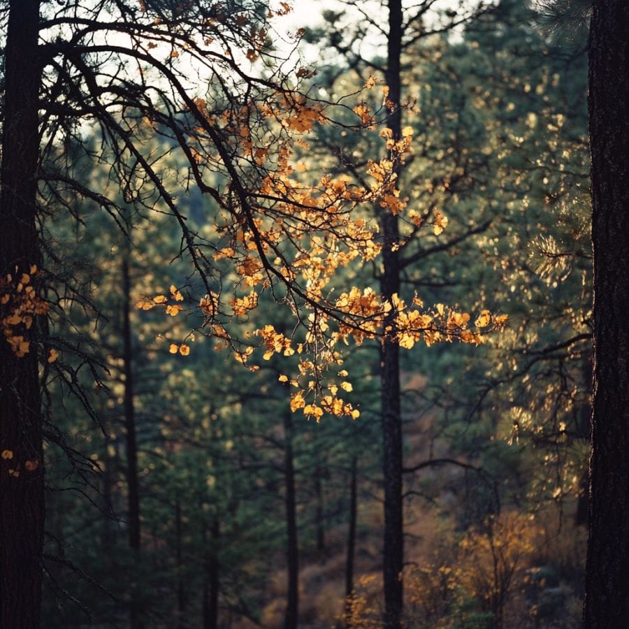 trees on a forested slope
