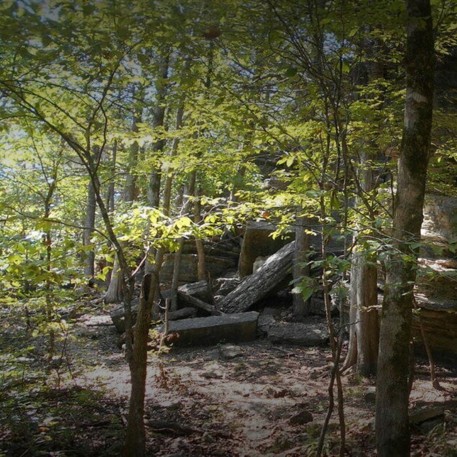 trees and fallen logs in a forest