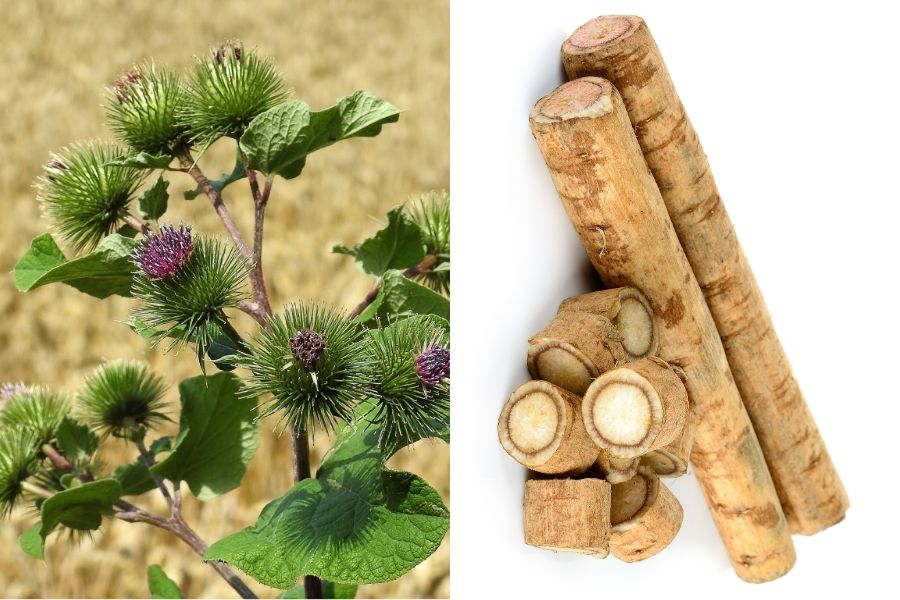 burdock plant and sliced burdock roots