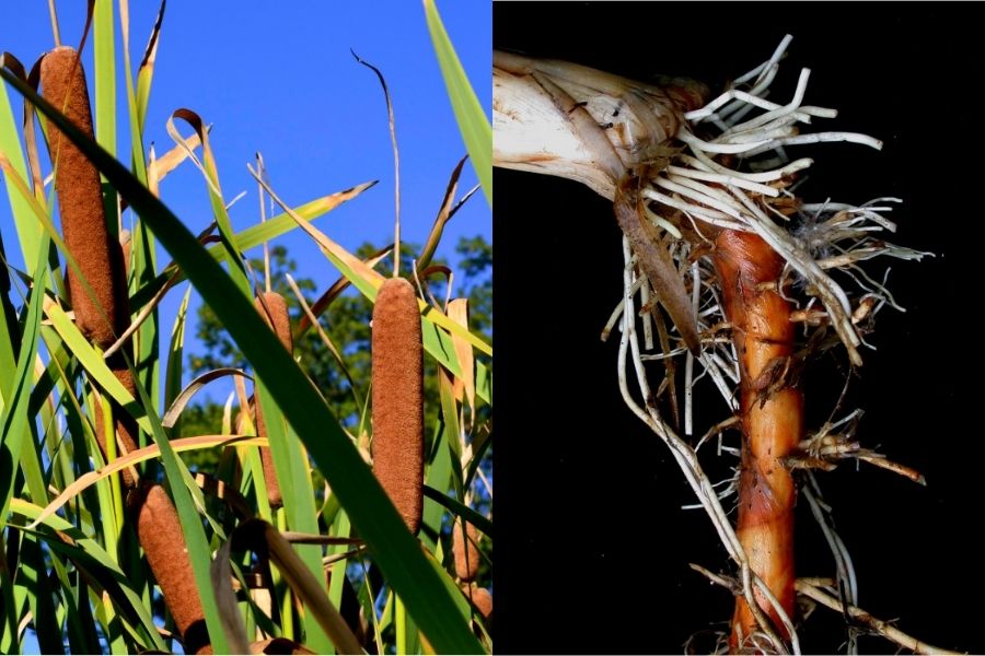 cattail plant and cattail roots