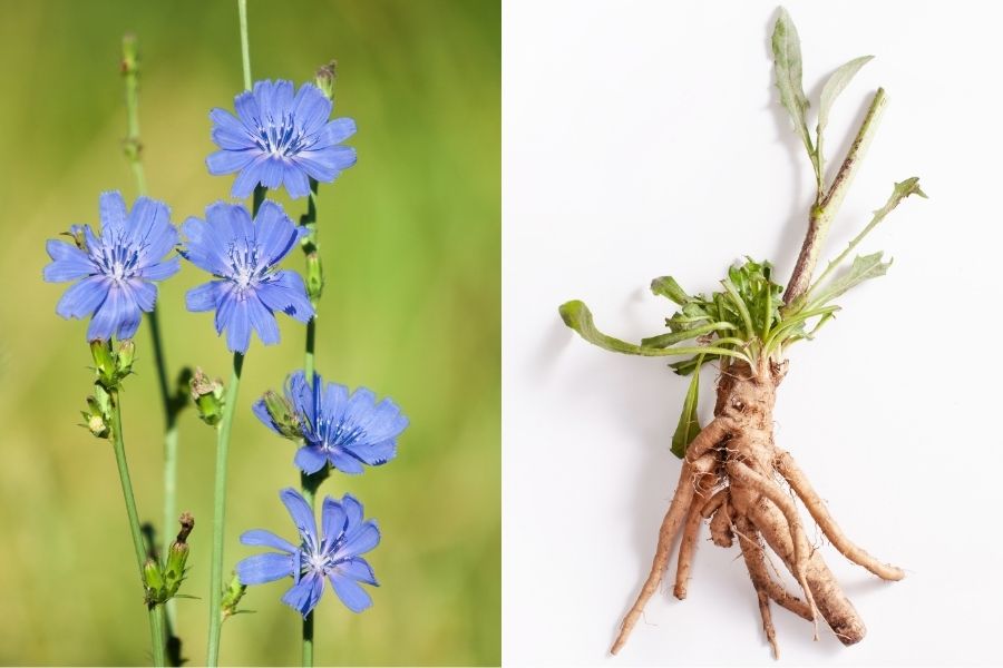 blue-violet chicory flowers and chicory roots
