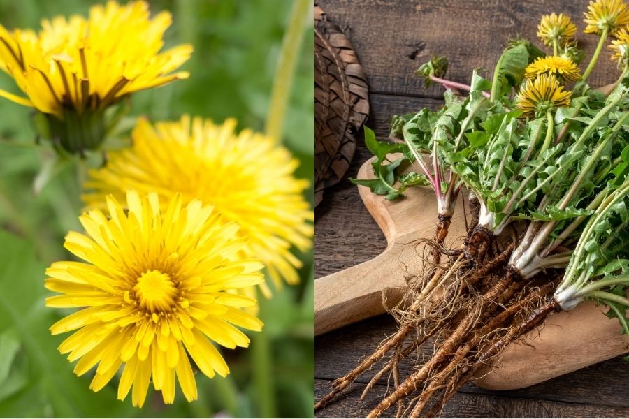 yellow dandelion flowers and dandelion roots