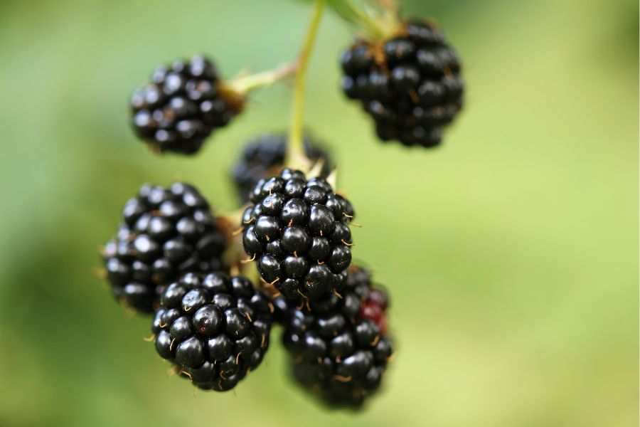several wild blackberries