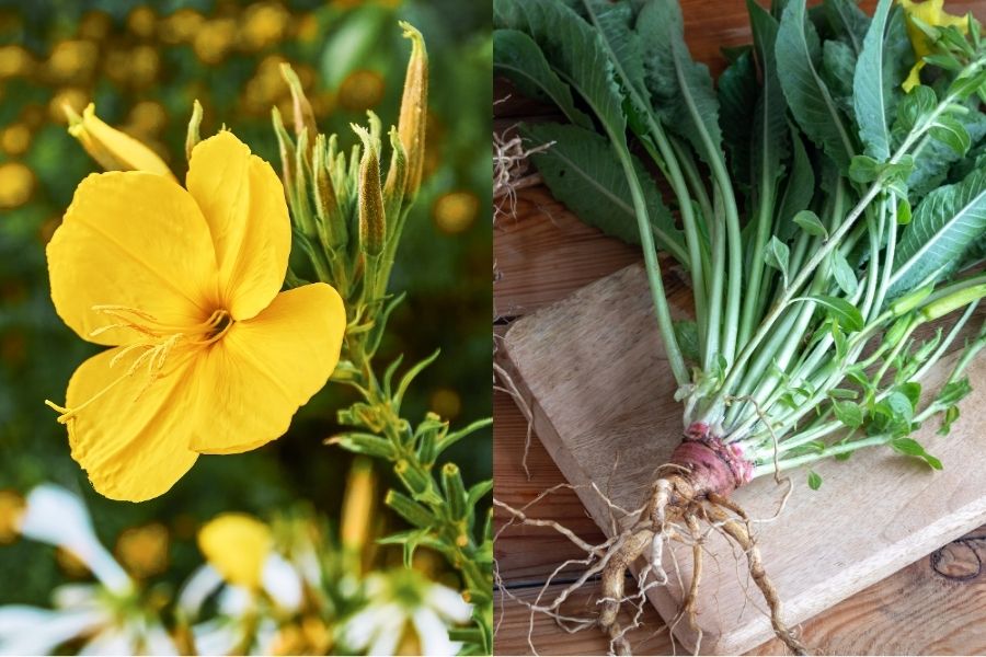 yellow evening primrose flower and evening primrose roots