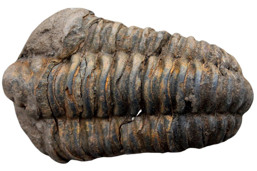 trilobite fossil