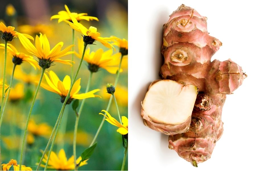 yellow jerusalem artichoke flowers and jerusalem artichoke roots
