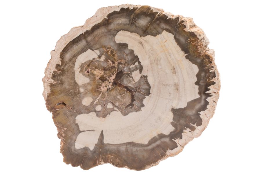 wyoming petrified wood