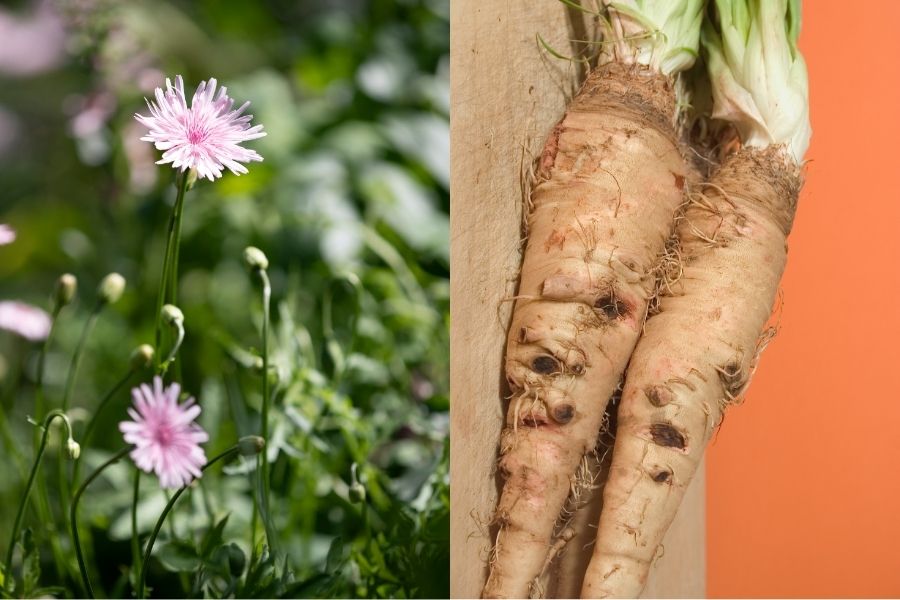 salsify plant and salsify roots