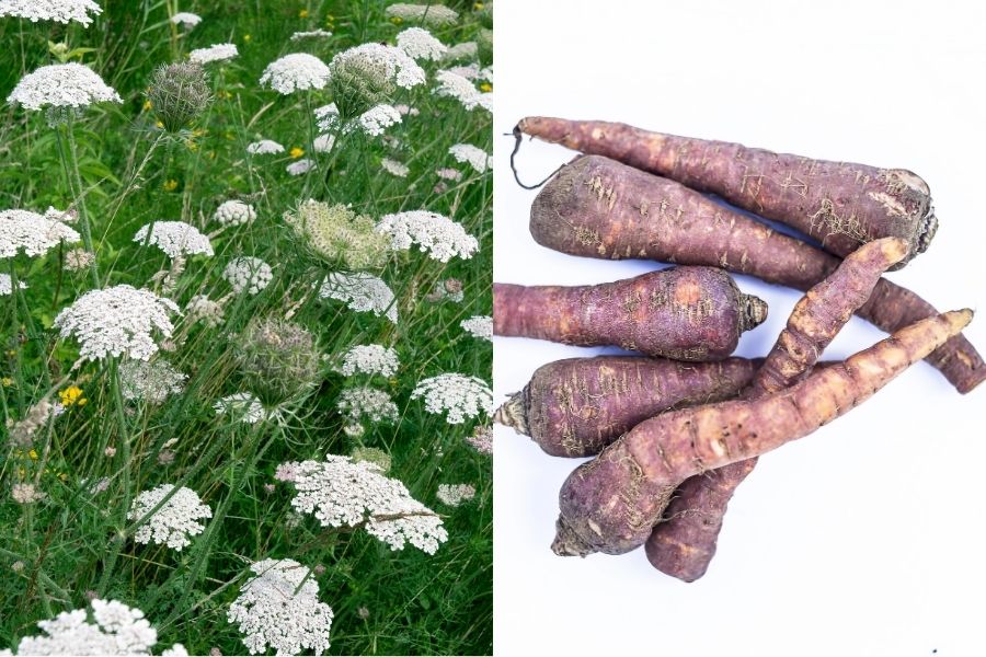 white wild carrot flowers and wild carrot roots