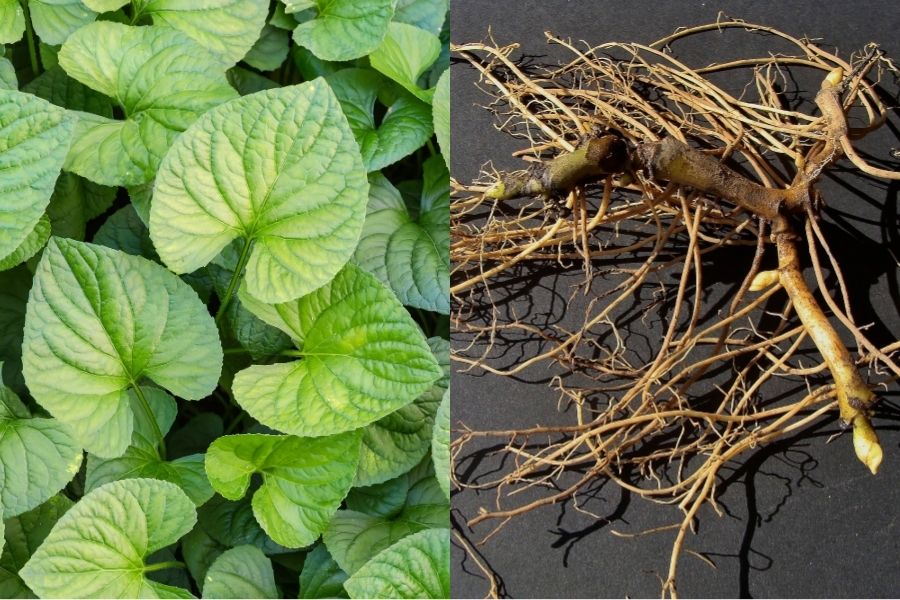 wild ginger leaves and wild ginger roots