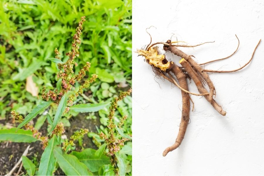 yellow dock plant and yellow dock roots
