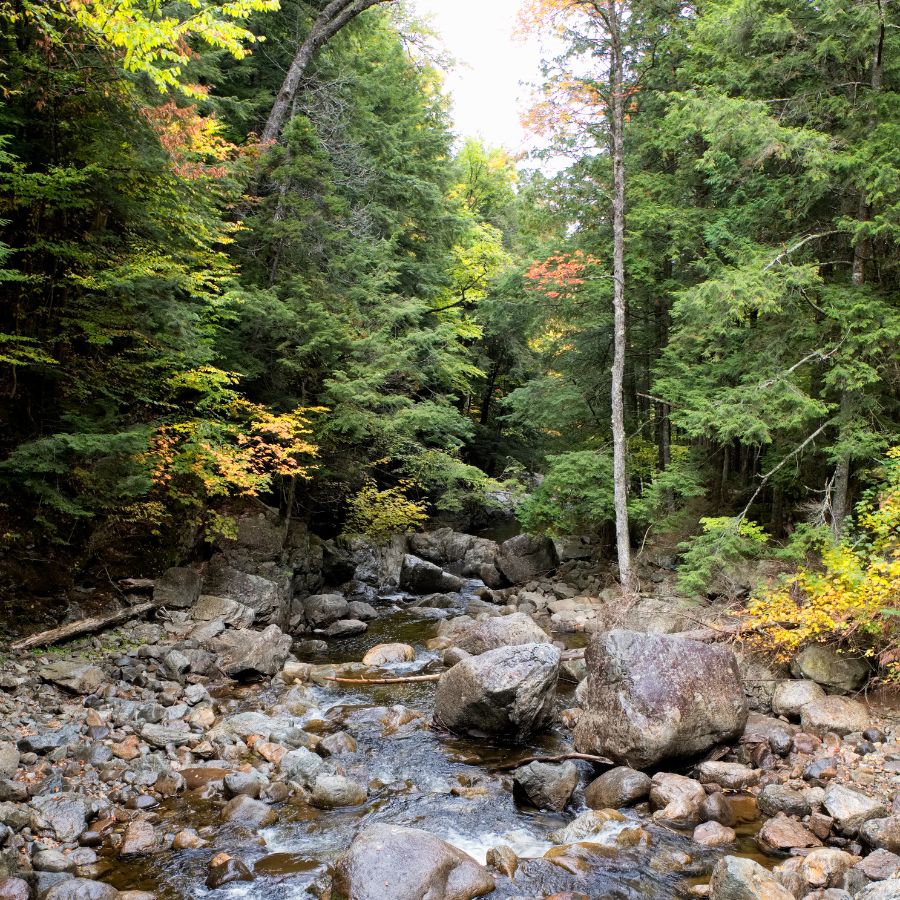 rocky brook in a forest