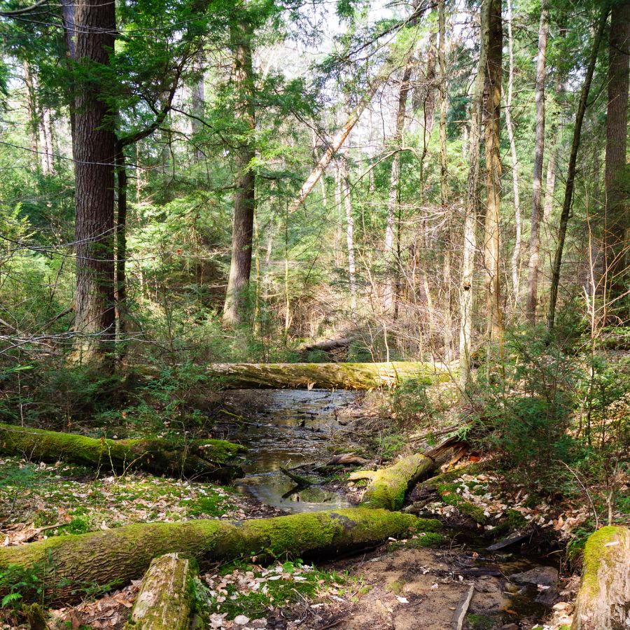 brook in a forest