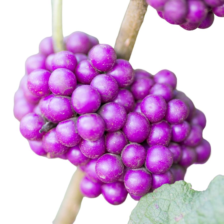 bright purple American beautyberry
