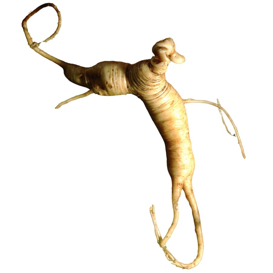 American ginseng root