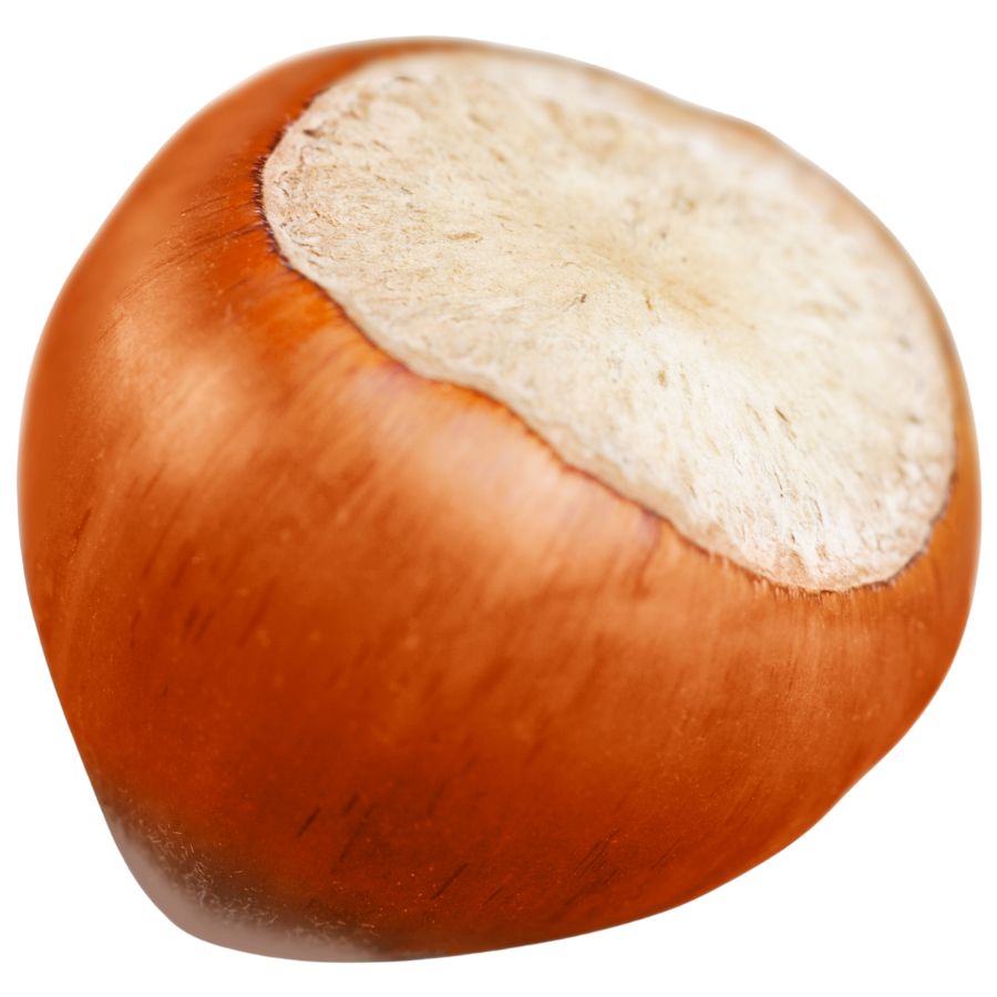brown American hazelnut