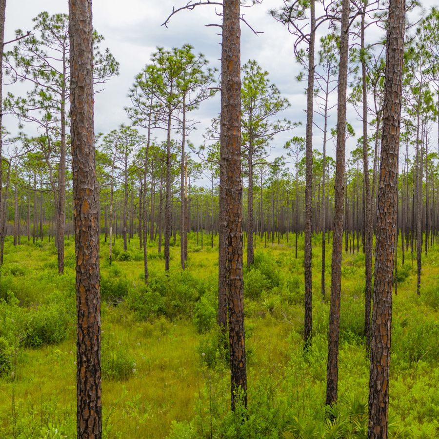 forest with undergrowth
