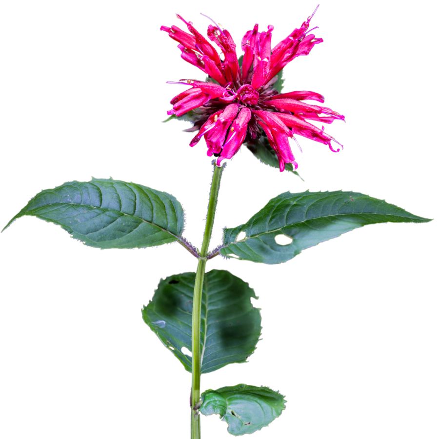 bright pink bee balm flower on a leafy stem