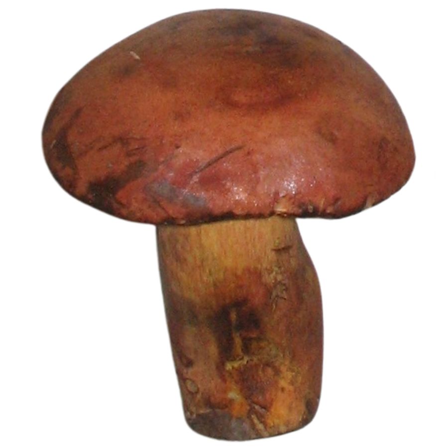 reddish bicolor bolete mushroom