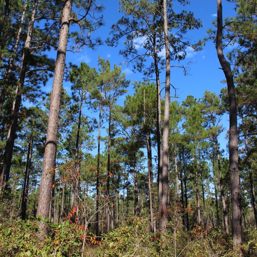 trees towering over forest undergrowth