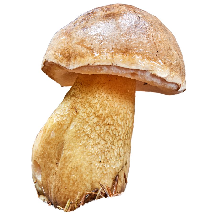 bitter bolete mushroom