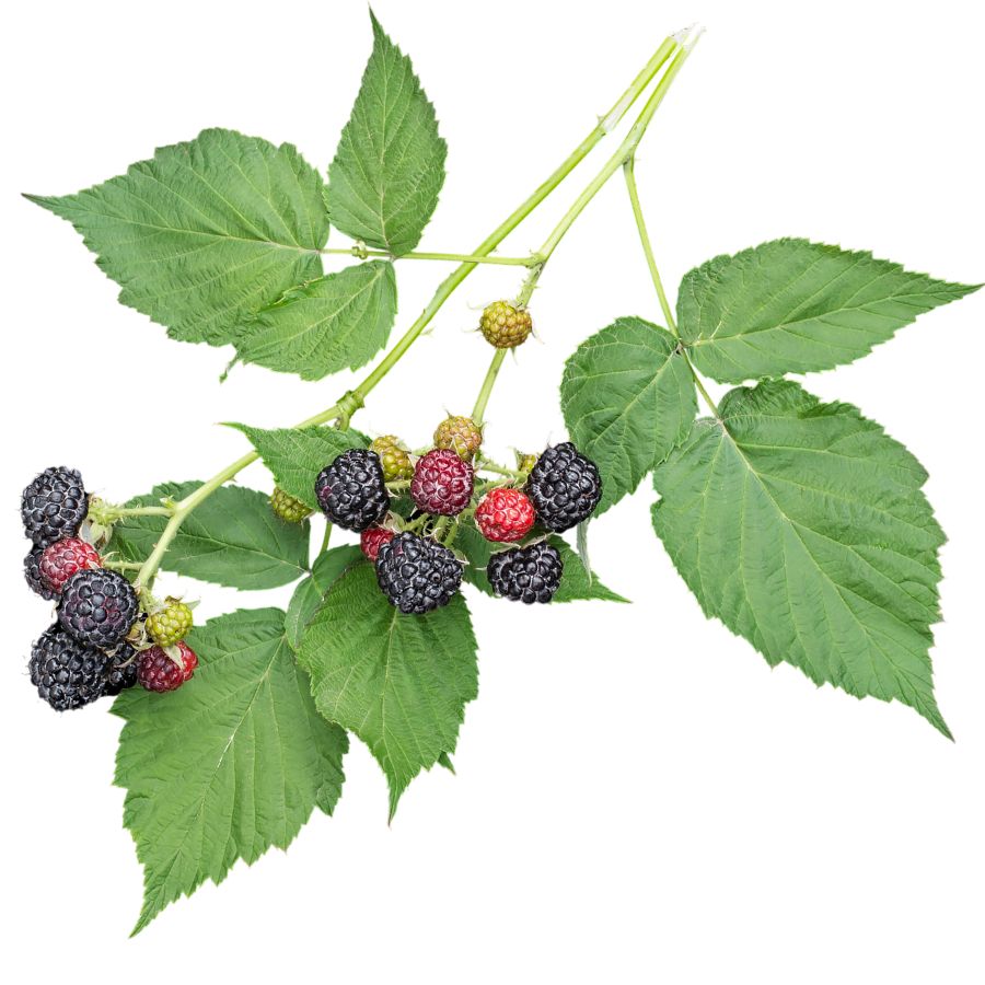 black raspberries on stems with leaves