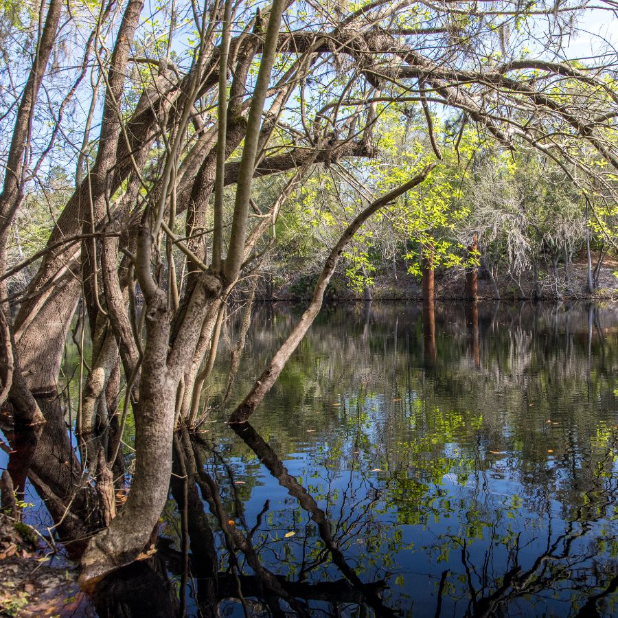 trees and river