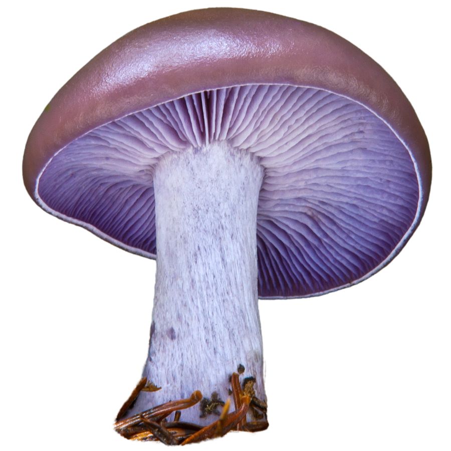 blewit mushroom with purple gills