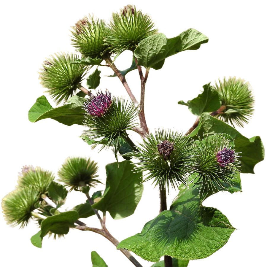 burdock plant