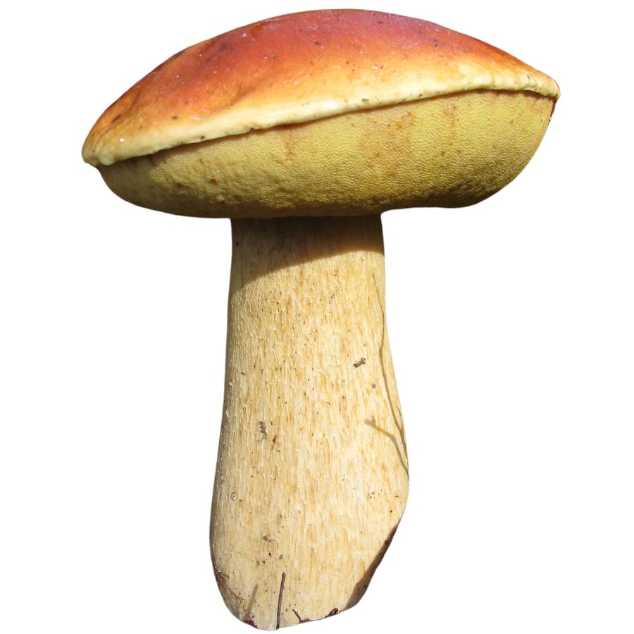 large California king bolete
